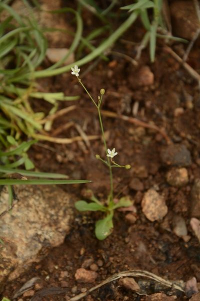 Paramollugo nudicaulis, photographed by Siddarth Machado