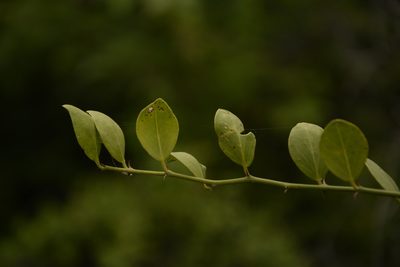 Capparis divaricata, photographed by Siddarth Machado