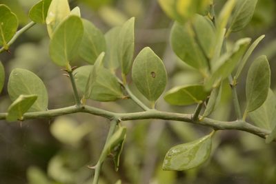 Capparis divaricata, photographed by Siddarth Machado
