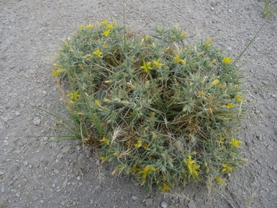 Mentzelia torreyi, photographed by Thomas Koffel