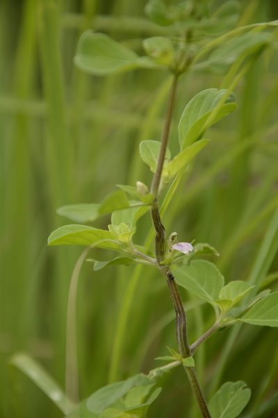 Justicia tranquebariensis, photographed by Siddarth Machado
