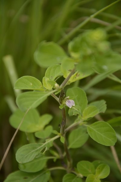 Justicia tranquebariensis, photographed by Siddarth Machado