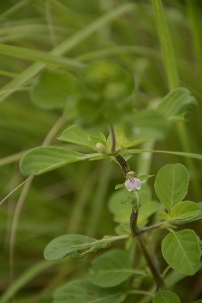 Justicia tranquebariensis, photographed by Siddarth Machado