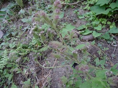 Phacelia mutabilis