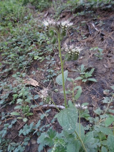 Phacelia mutabilis, photographed by Thomas Koffel