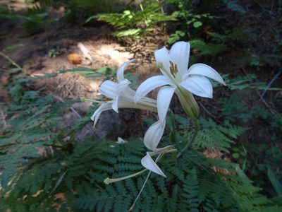 Lilium washingtonianum, photographed by Thomas Koffel