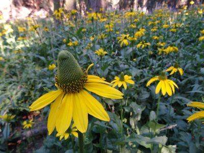 Rudbeckia californica, photographed by Thomas Koffel