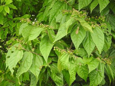 Microcos paniculata, photographed by Manoj Karingamadathil
