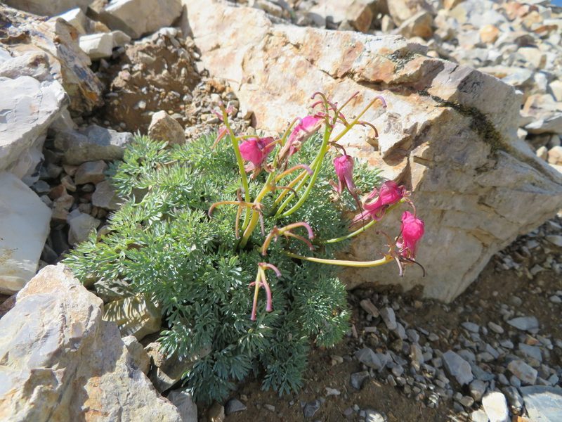 Dicentra peregrina, photographed by Marco Mussita