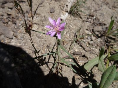 Stephanomeria lactucina, photographed by Thomas Koffel