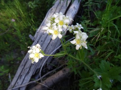 Boykinia major, photographed by Thomas Koffel