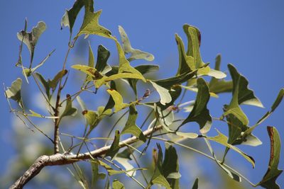 Erythrina vespertilio, photographed by elawrey