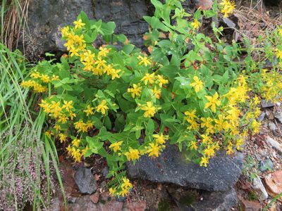 Hypericum kamtschaticum, photographed by Marco Mussita