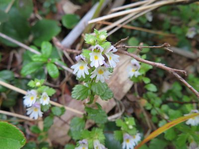 Euphrasia insignis, photographed by Marco Mussita