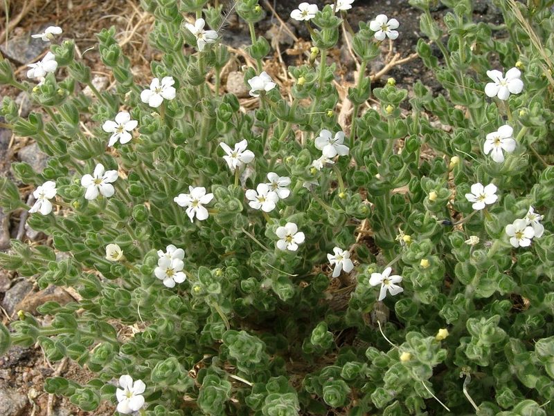 Jamesbrittenia amplexicaulis, photographed by Karen Eichholz
