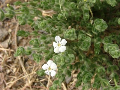 Jamesbrittenia amplexicaulis, photographed by Karen Eichholz