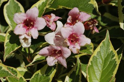 Weigela florida, photographed by Stephen James McWilliam