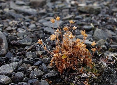 Potentilla hyparctica, photographed by Георгий Виноградов (Georgy Vinogradov)