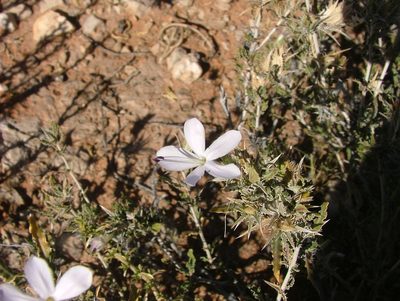 Barleria rigida, photographed by Karen Eichholz