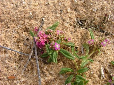 Gisekia africana, photographed by Karen Eichholz