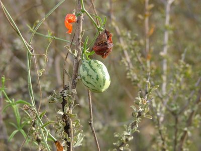 Trochomeria macrocarpa, photographed by Karen Eichholz