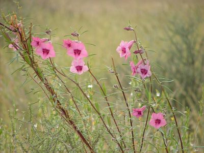 Sesamum triphyllum, photographed by Karen Eichholz