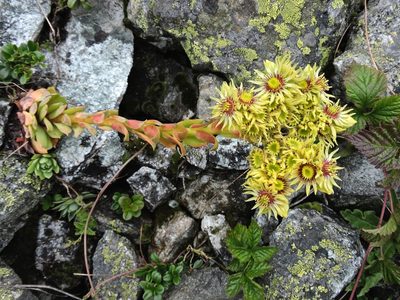 Sempervivum wulfenii, photographed by Karsten Rohweder