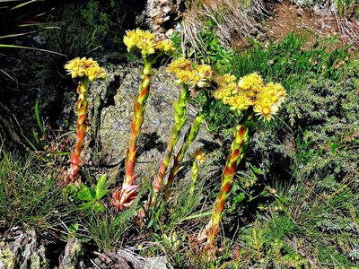 Sempervivum wulfenii, photographed by Karsten Rohweder