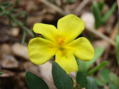 Fumana procumbens, photographed by Emanuele Santarelli