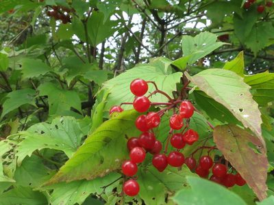 Viburnum sargentii, photographed by Repina Tatyana