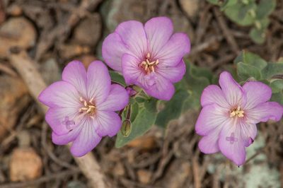 Epilobium siskiyouense, photographed by Ryan Elliott
