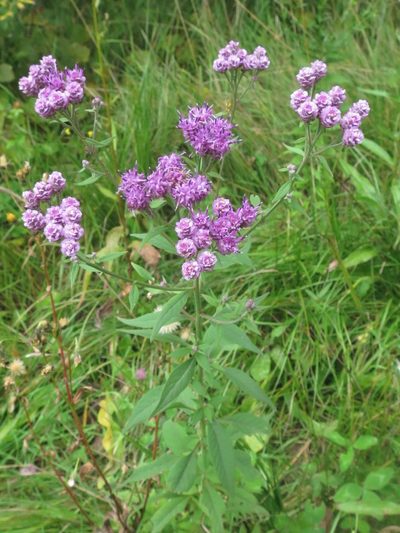 Saussurea pulchella, photographed by Repina Tatyana