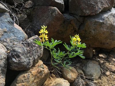 Lupinus croceus, photographed by Ryan Elliott