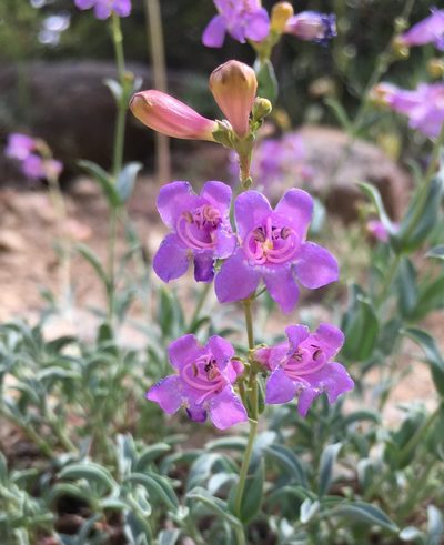 Penstemon parvulus, photographed by Ryan Elliott