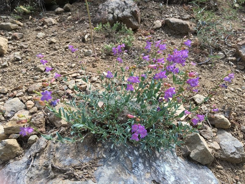 Penstemon parvulus, photographed by Ryan Elliott