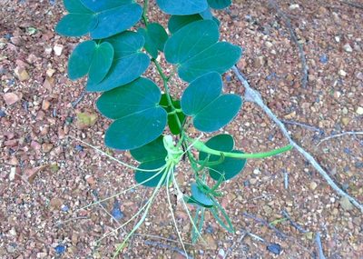 Bauhinia pauletia, photographed by Francisco Farriols Sarabia