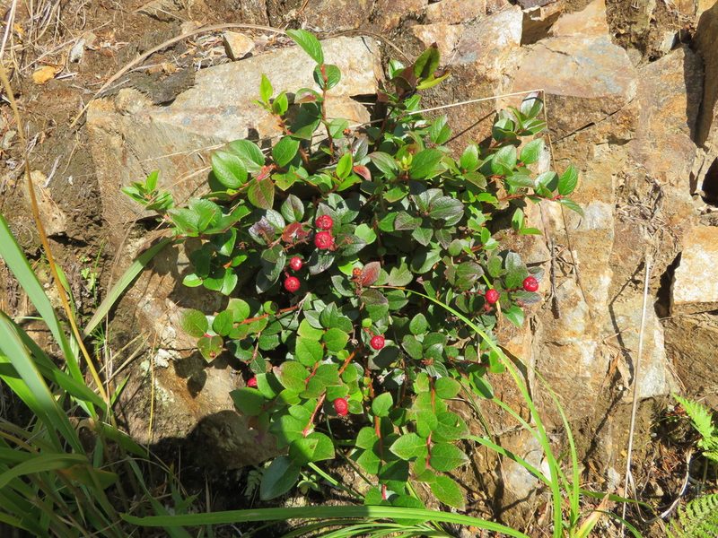 Gaultheria adenothrix, photographed by Marco Mussita