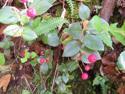 Gaultheria adenothrix, photographed by Marco Mussita