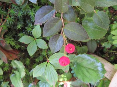 Gaultheria adenothrix, photographed by Marco Mussita
