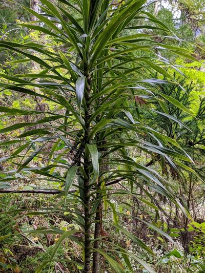 Dracaena reflexa, photographed by Pieter Huybrechts