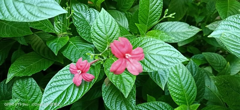 Ruellia elegans, photographed by Ong Jyh Seng