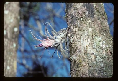Tillandsia pruinosa, photographed by Douglas Goldman