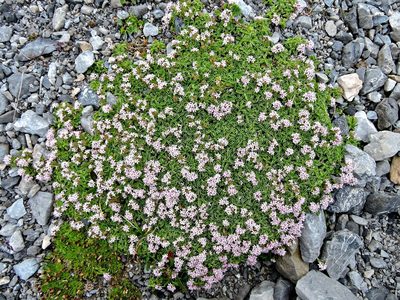 Valeriana supina, photographed by Karsten Rohweder