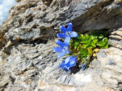 Campanula cenisia, photographed by Karsten Rohweder