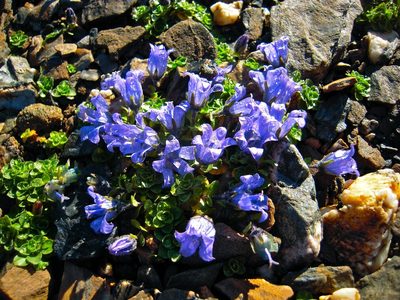 Campanula cenisia, photographed by Karsten Rohweder