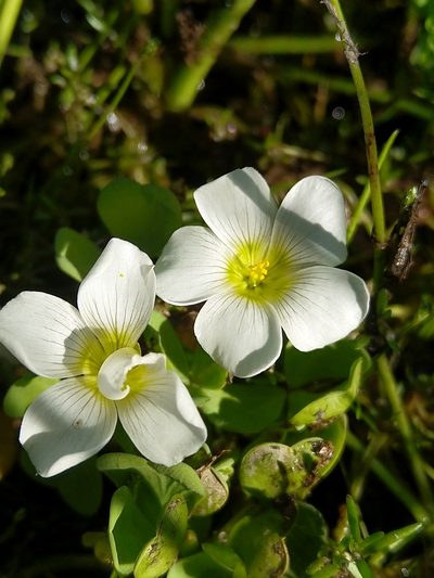 Oxalis natans, photographed by Jacques van der Merwe