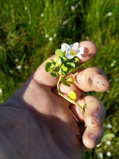 Oxalis natans, photographed by Jacques van der Merwe