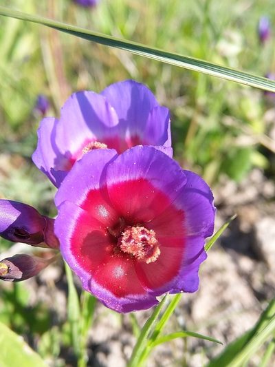 Geissorhiza eurystigma, photographed by Jacques van der Merwe
