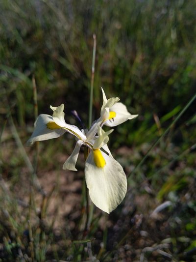 Moraea angusta, photographed by Jacques van der Merwe