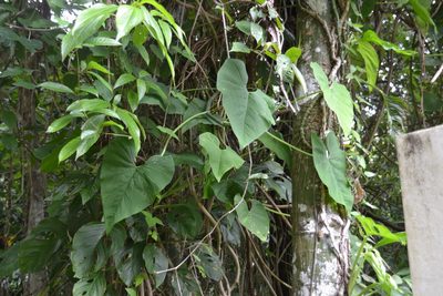 Philodendron jacquinii, photographed by Letizia Weichgrebe